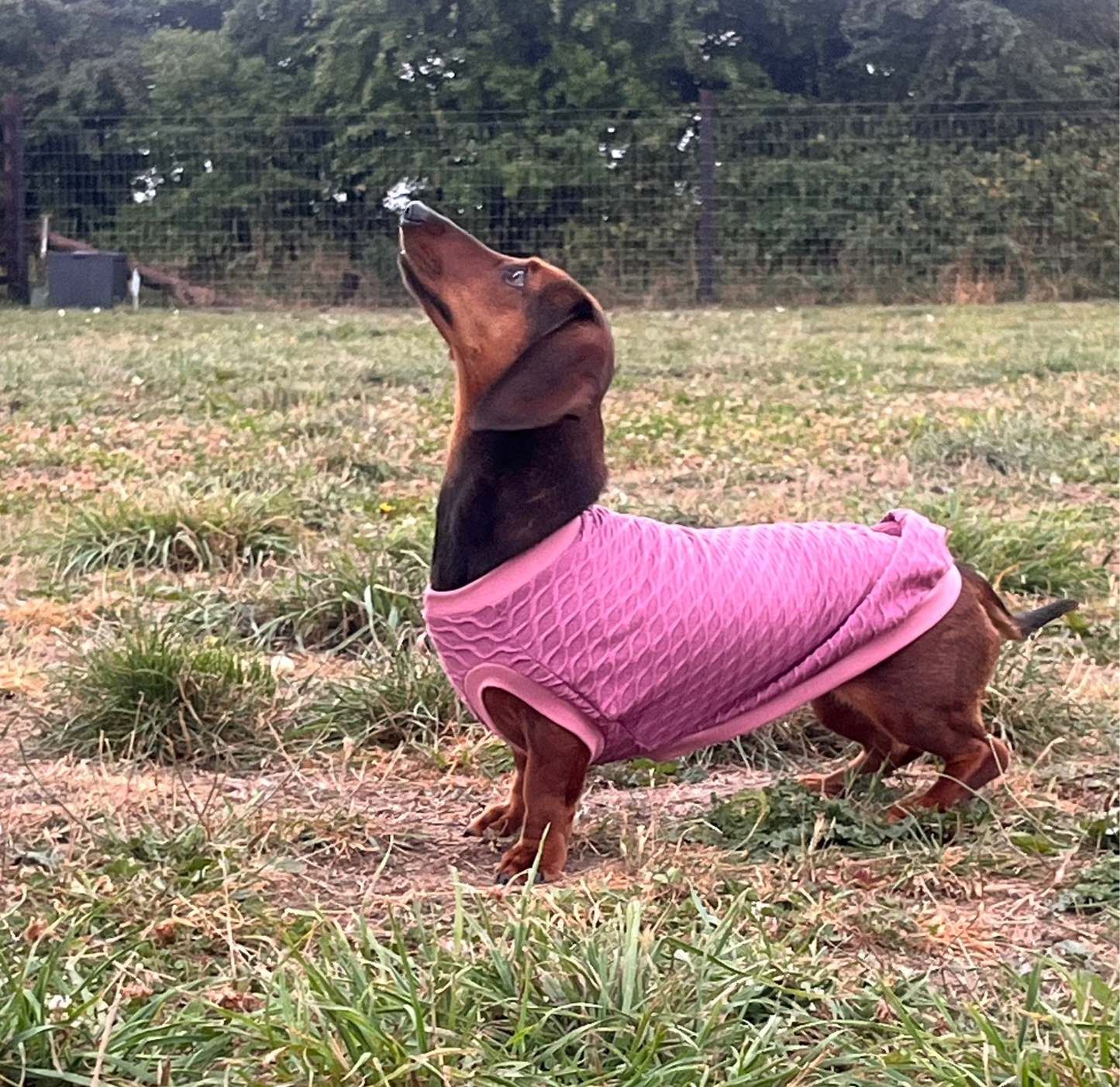 Wave Rib stretch jersey Dachshund T-Shirt