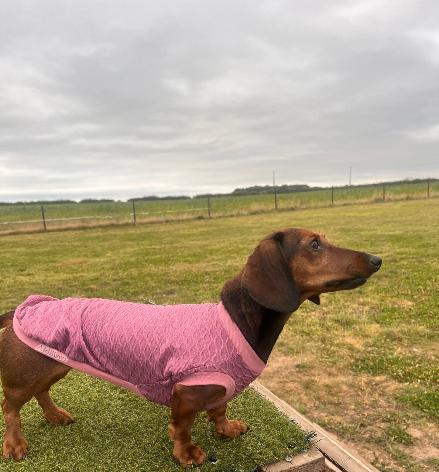 Wave Rib stretch jersey Dachshund T-Shirt