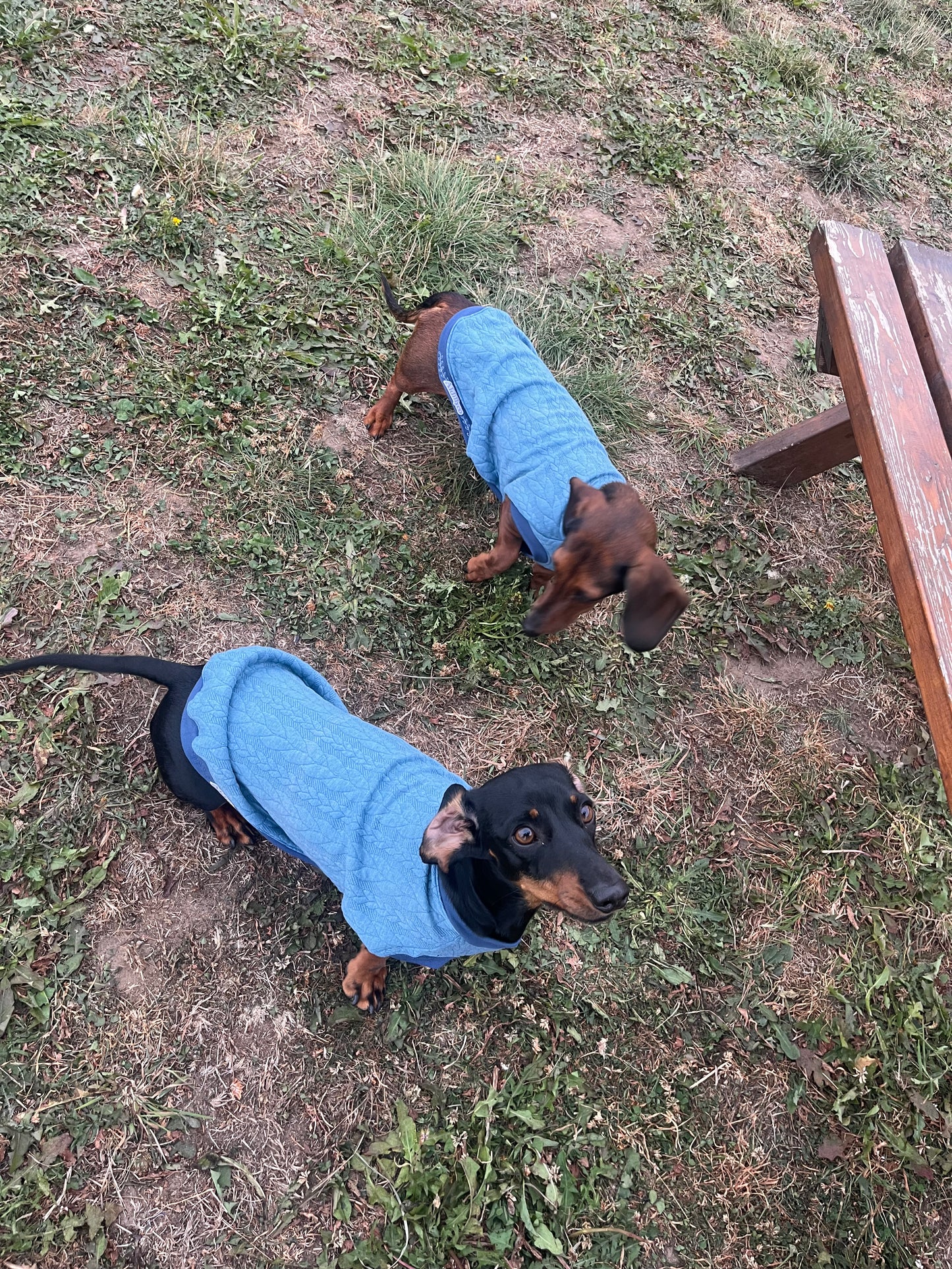 Jersey Cable Knit  Dachshund Jumper