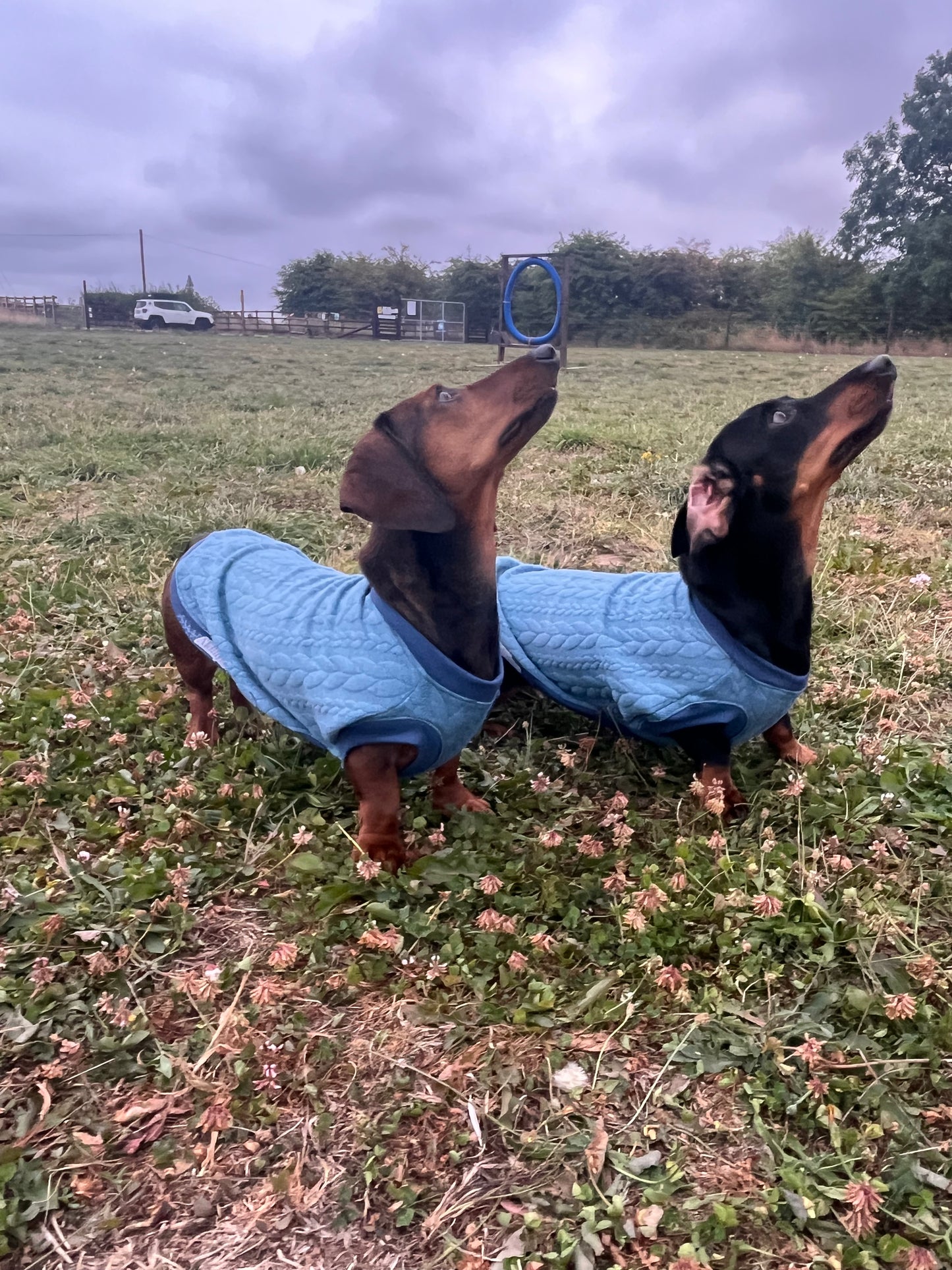 Jersey Cable Knit  Dachshund Jumper