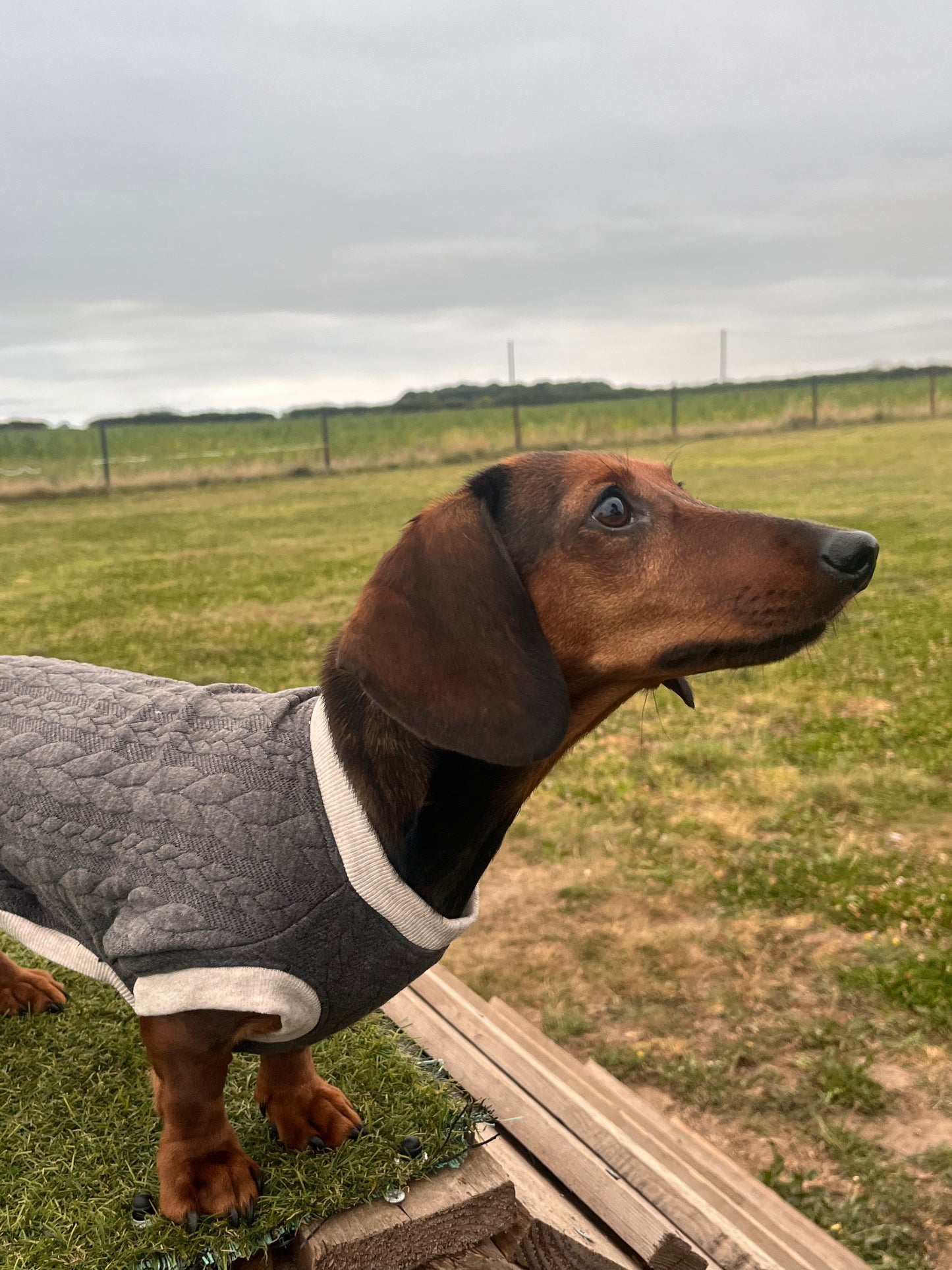 Jersey Cable Knit  Dachshund Jumper