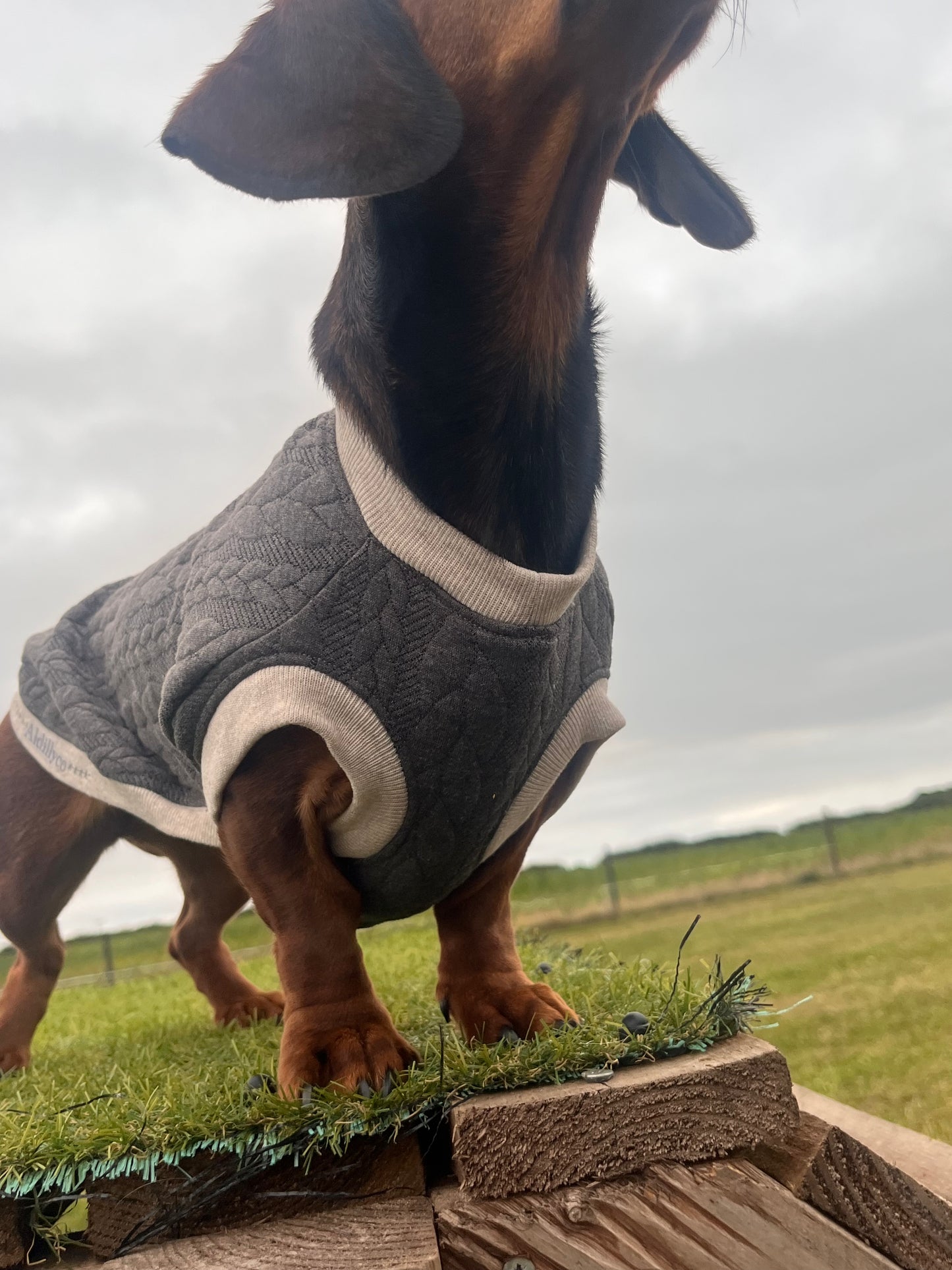 Jersey Cable Knit  Dachshund Jumper