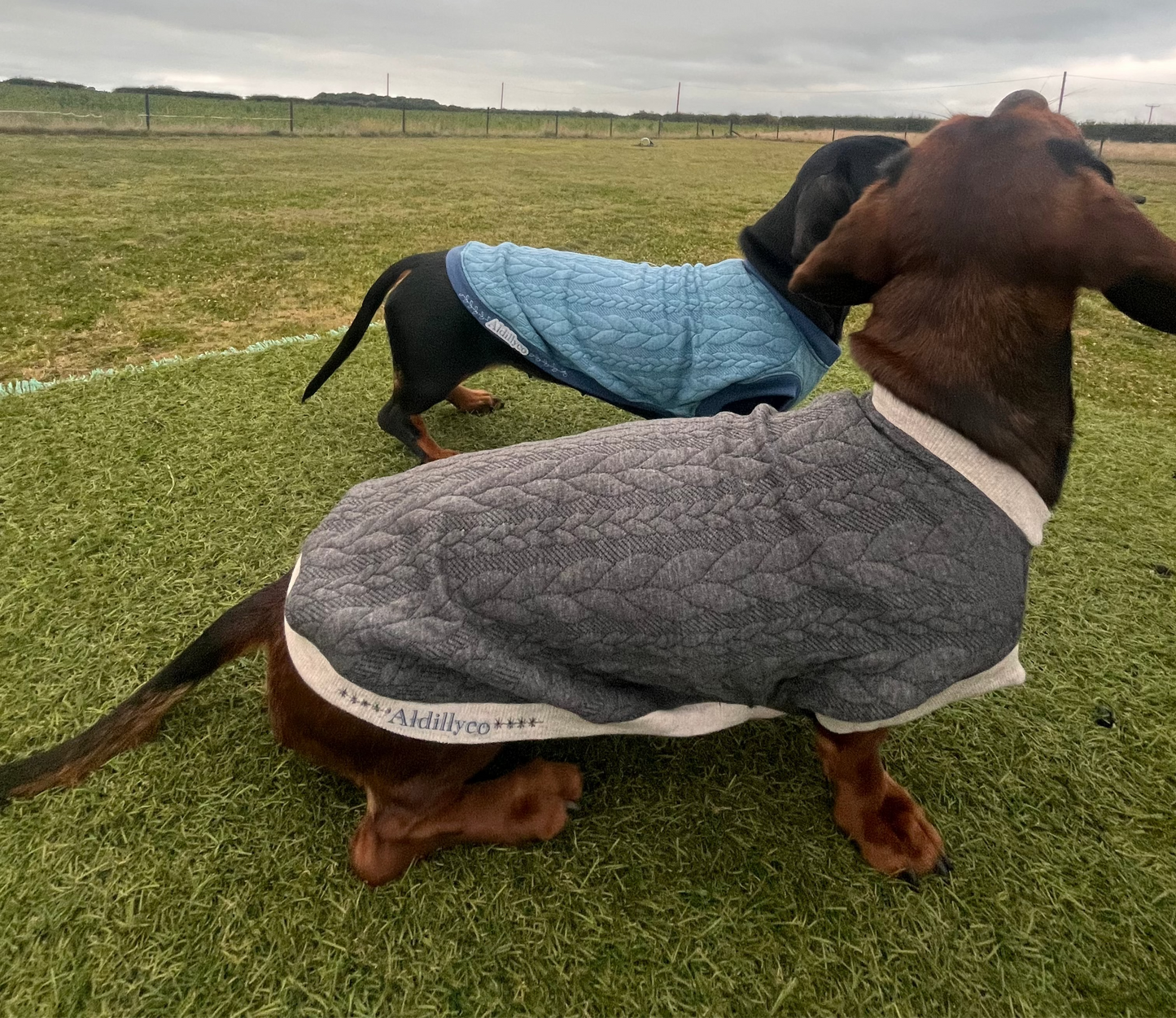 Jersey Cable Knit  Dachshund Jumper
