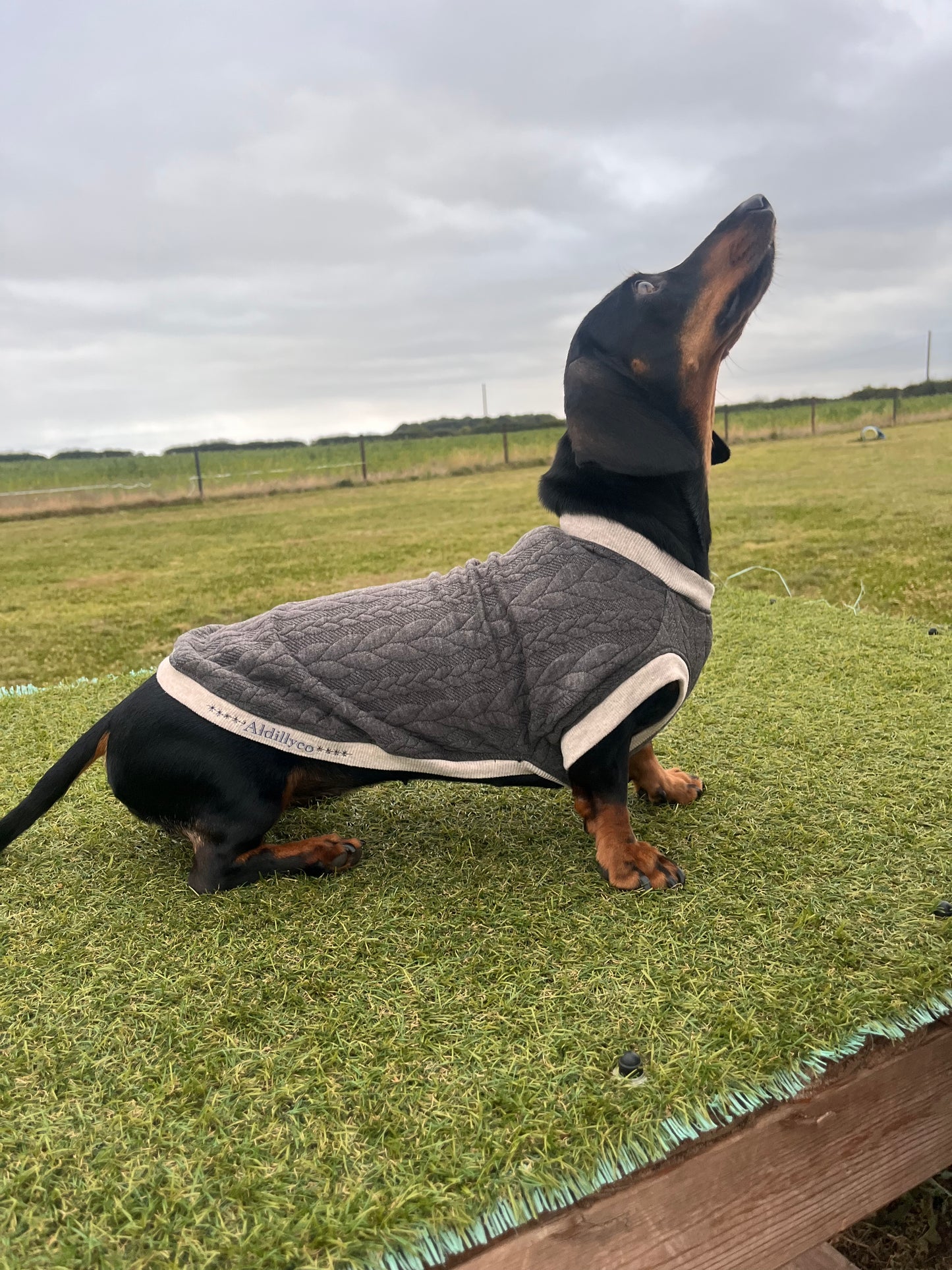 Jersey Cable Knit  Dachshund Jumper